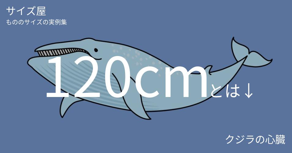 120cmとは「クジラの心臓」くらいの高さです