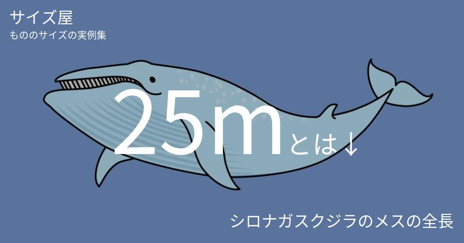 25mとは「シロナガスクジラのメスの全長」くらいの高さです
